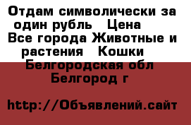 Отдам символически за один рубль › Цена ­ 1 - Все города Животные и растения » Кошки   . Белгородская обл.,Белгород г.